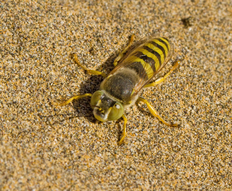 Sandwasp, Läppstekel (Bembix flavescens).jpg