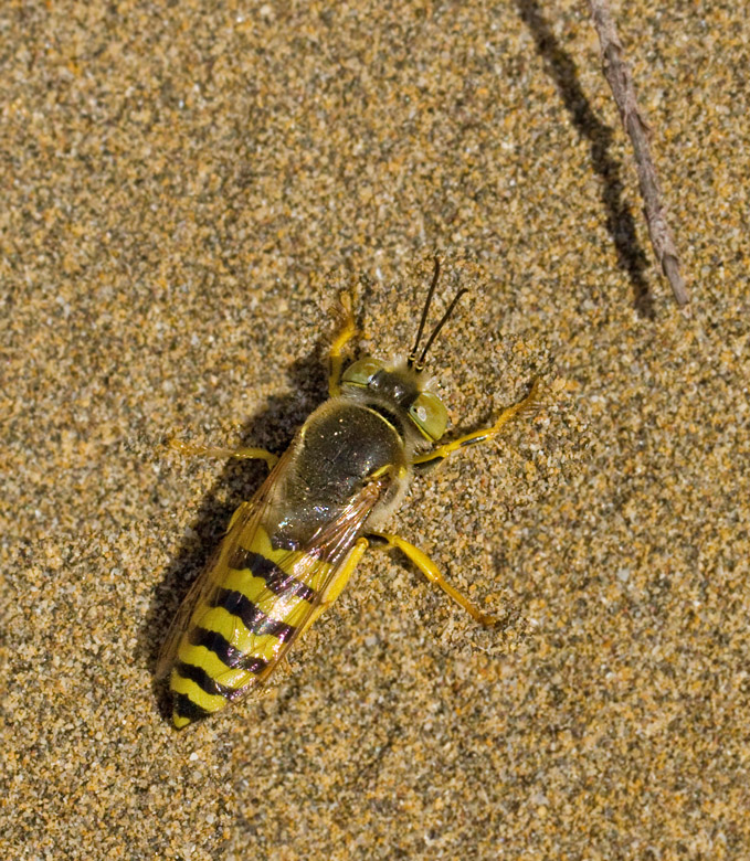 Sandwasp, Läppstekel (Bembix flavescens).jpg
