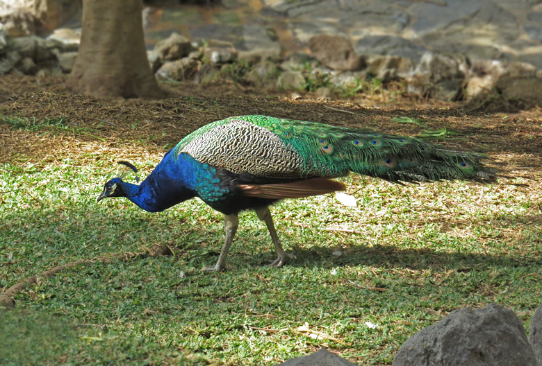 Indian Peacock.jpg