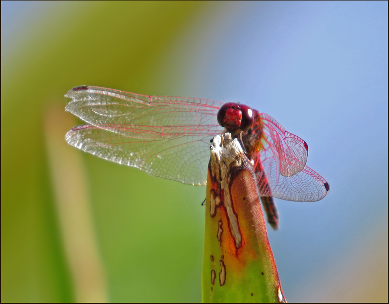 Red-veined dropwing male (Trithemis arteriosa).jpg