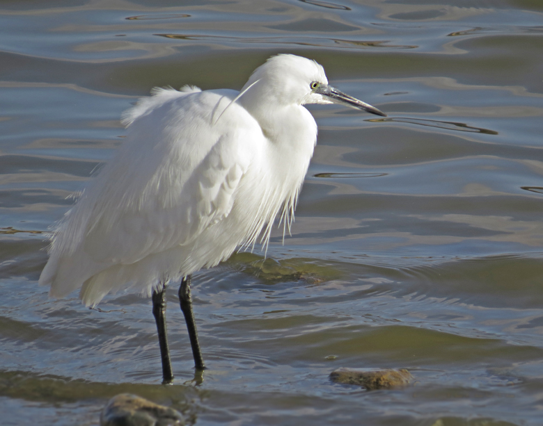 Little Egret, Silkeshger (Egretta garzetta).jpg