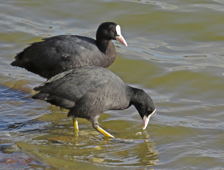 Eurasian Coot, Sothna (Fulica atra).jpg