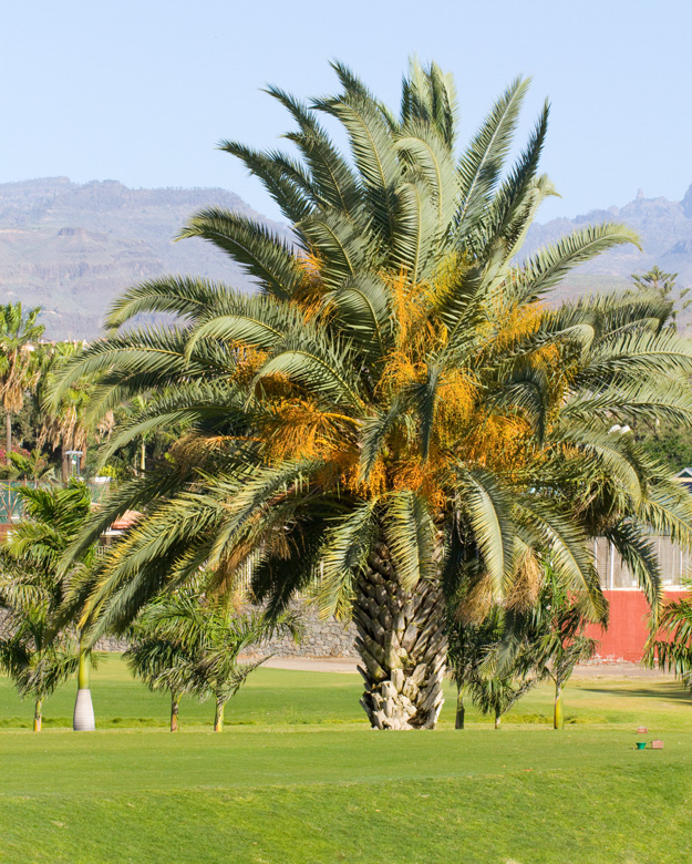 Canary Island Palm on the golf course at Maspalomas.jpg