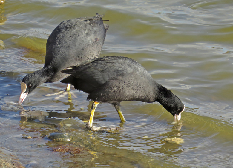 Eurasian Coot, Sothna (Fulica atra).jpg