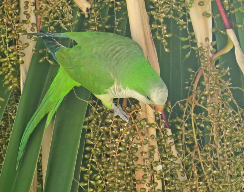 Munkparakit, Monk Parakeet (Myopsitta monachus)