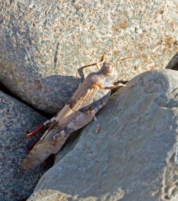 Sphingonotus guanchus.jpg