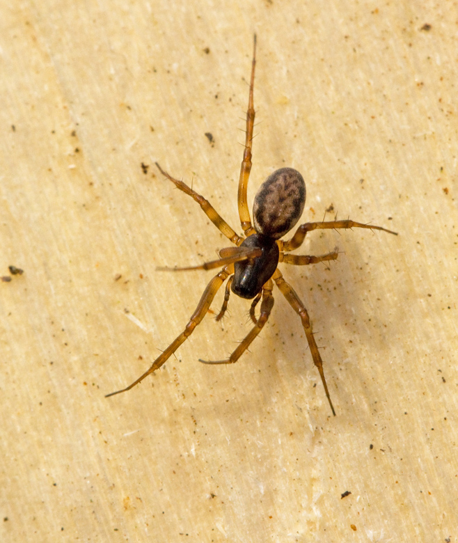 Tuvbaldakinspindel (Neriene clathrata) female.jpg