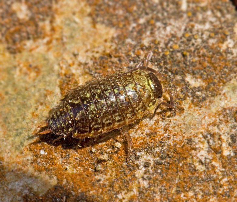 Philoscia muscorum.jpg