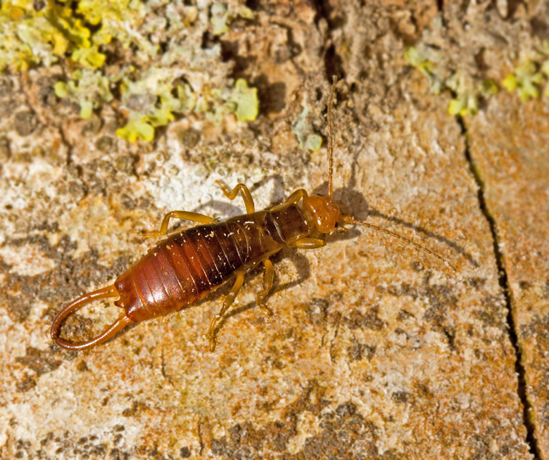 UNCLASSIFIED SWEDISH INSECTS