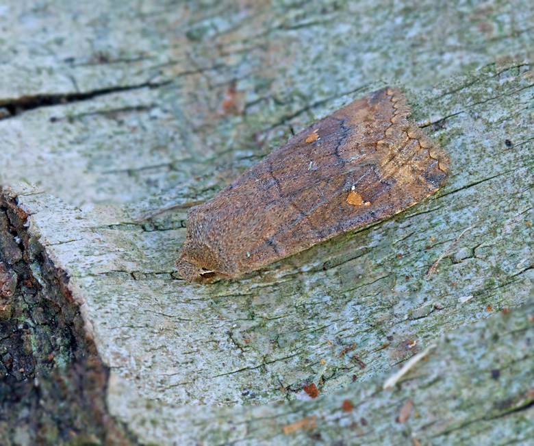 Trefläckigt vågfly, Aspsälgfly (Eupsilia transversa).jpg