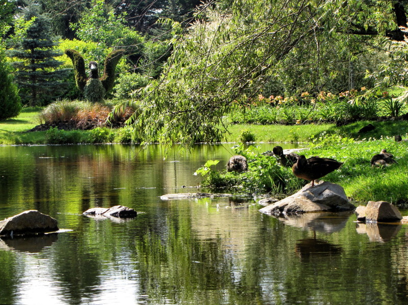 Canards au repos