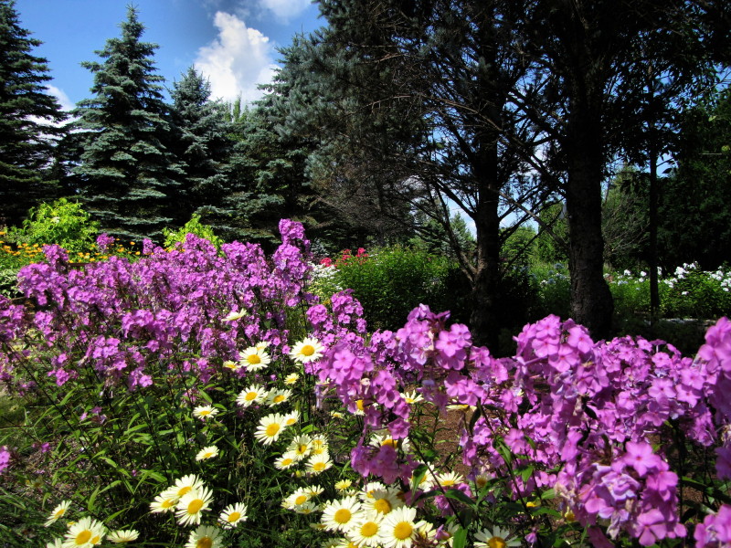 Jardin des vivaces