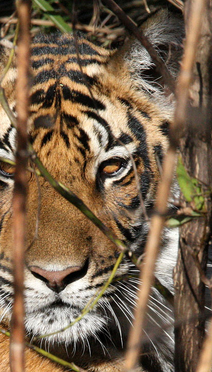 FELID - TIGER - CUBS IN KANHA - KANHA NATIONAL PARK MADHYA PRADESH INDIA (41).JPG
