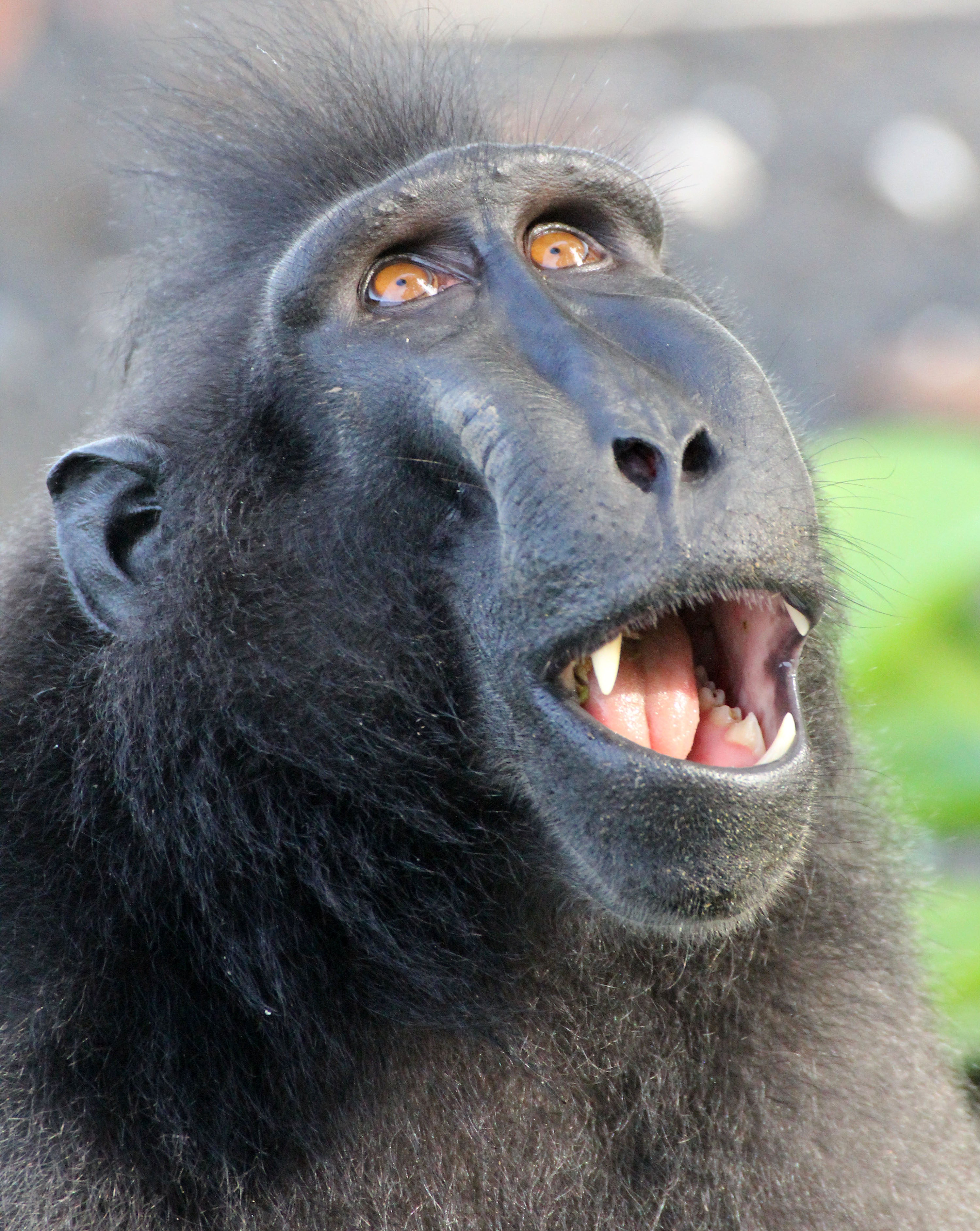 PRIMATE - MACAQUE - SULAWESI BLACK-CRESTED MACAQUE - TANGKOKO NATIONAL PARK SULAWESI INDONESIA (77).JPG