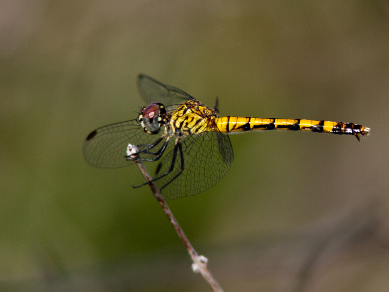 Seaside Dragonlet / Erythrodiplax berenice 