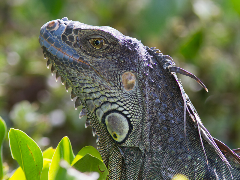 Green Iguana / Groene leguaan / Iguana iguana