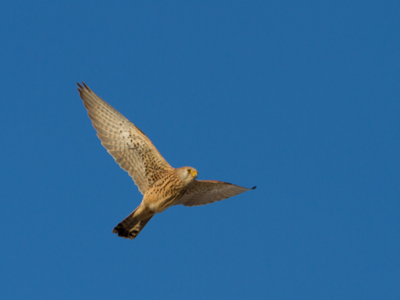Kleine torenvalk / Lesser Kestrel / Falco naumanni