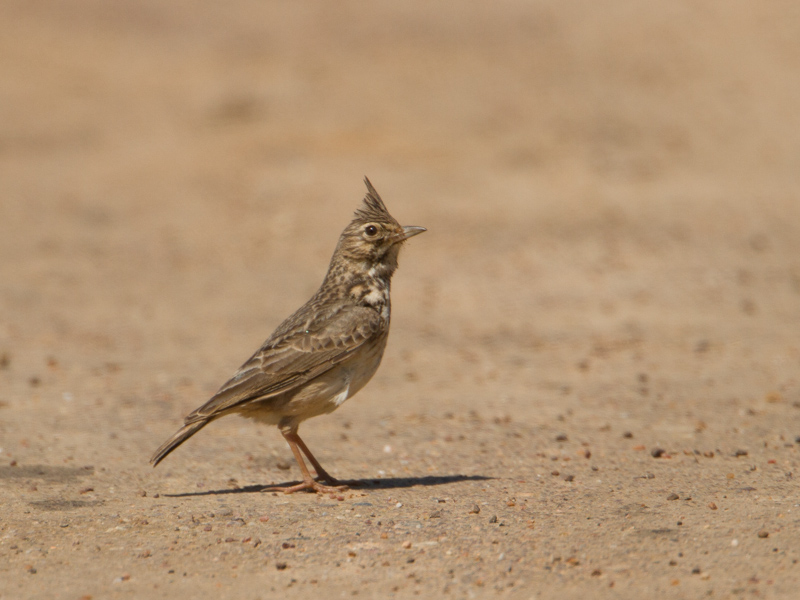 Kuifleeuwerik / Crested Lark / Galerida cristata