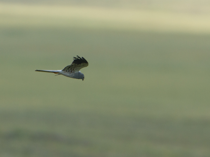Grauwe kiekendief / Montagus Harrier / Circus pygargus