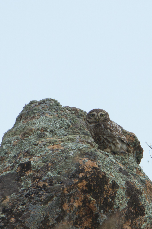 Steenuil / Little Owl / Athene noctua 