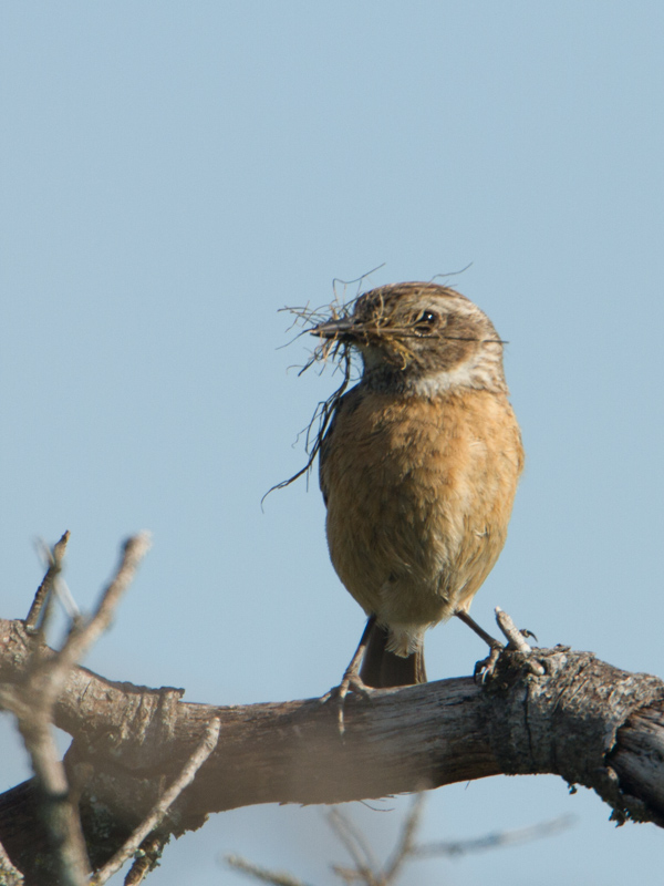 Roodborsttapuit / European Stonechat / Saxicola torquatus 