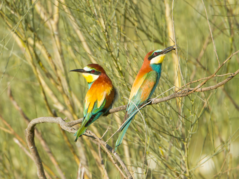Bijeneter / European Bee-eater / Merops apiaster 
