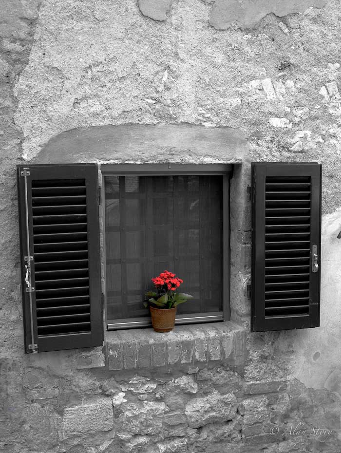 Flower in the window.jpg
