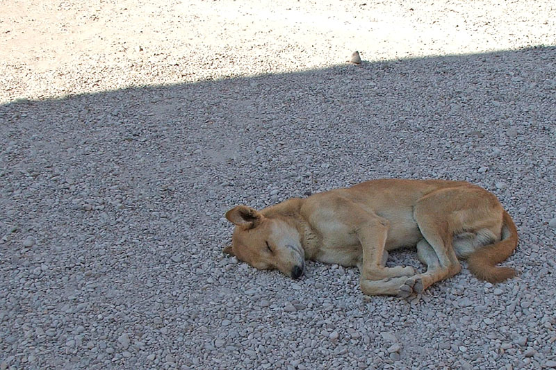 Zwerfhond