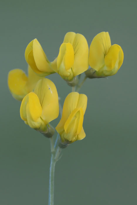 Lathyrus pratensis - Veldlathyrus