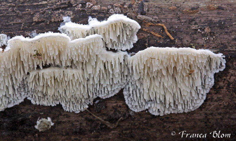 Steccherinum oreophilum - Doolhofraspzwam