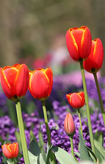 keukenhof tulips 4