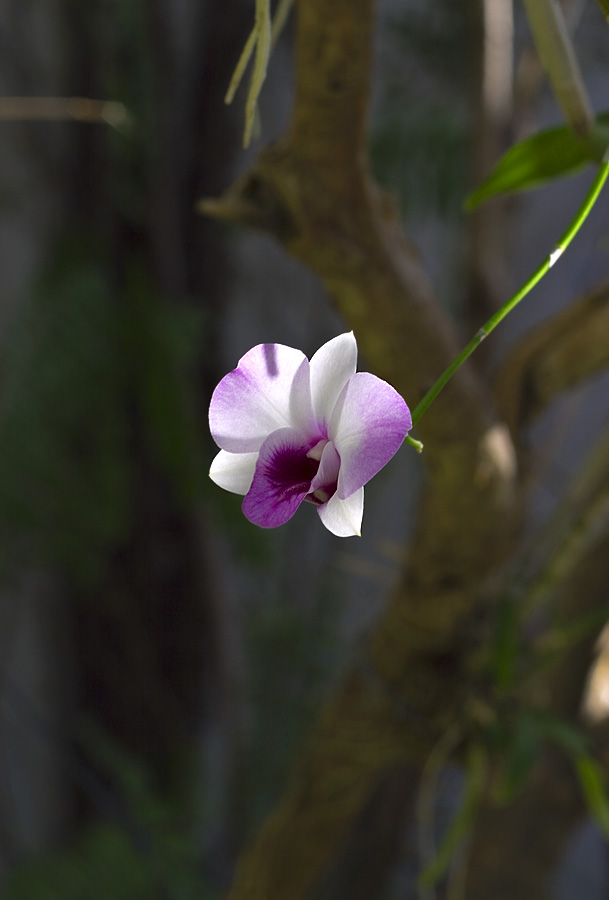 Orchid