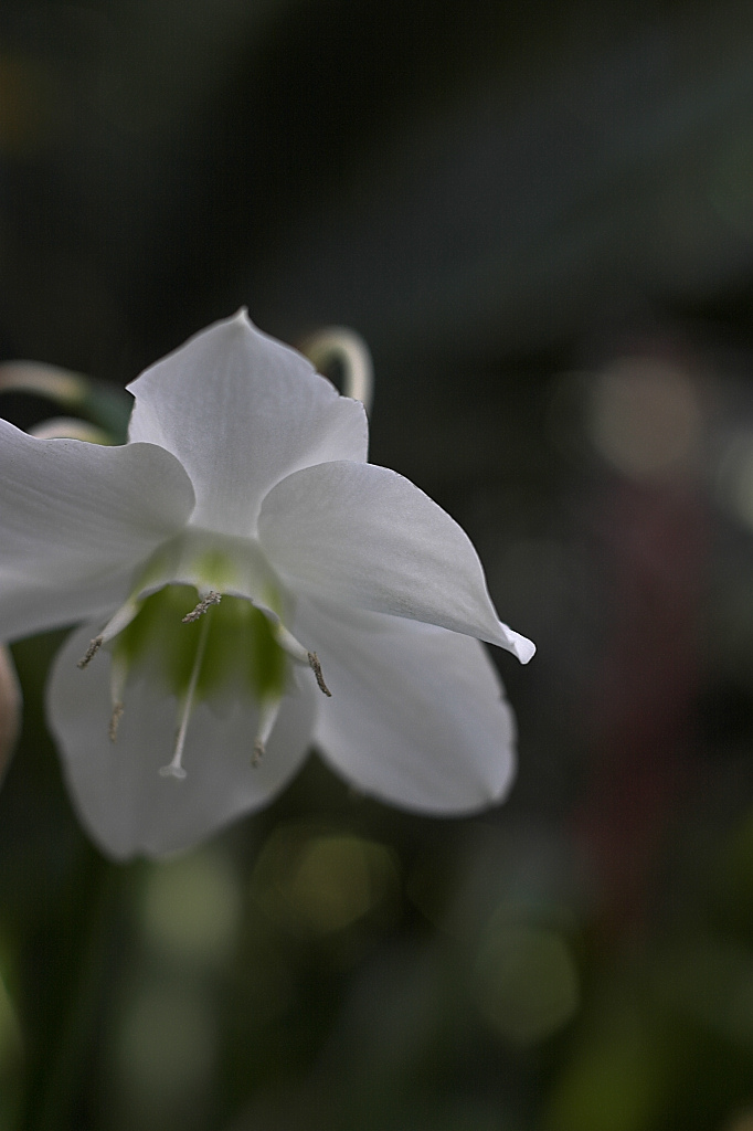 Flower Closeup 1