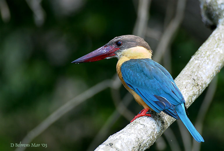 400mm at 5.6 - Storkbill Kingfisher.jpg