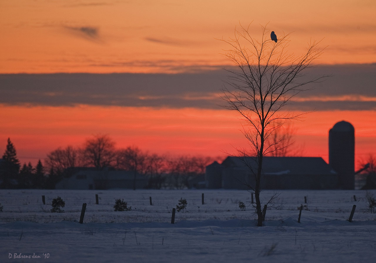 January Snowy Owl - St Clec Quebec.jpg