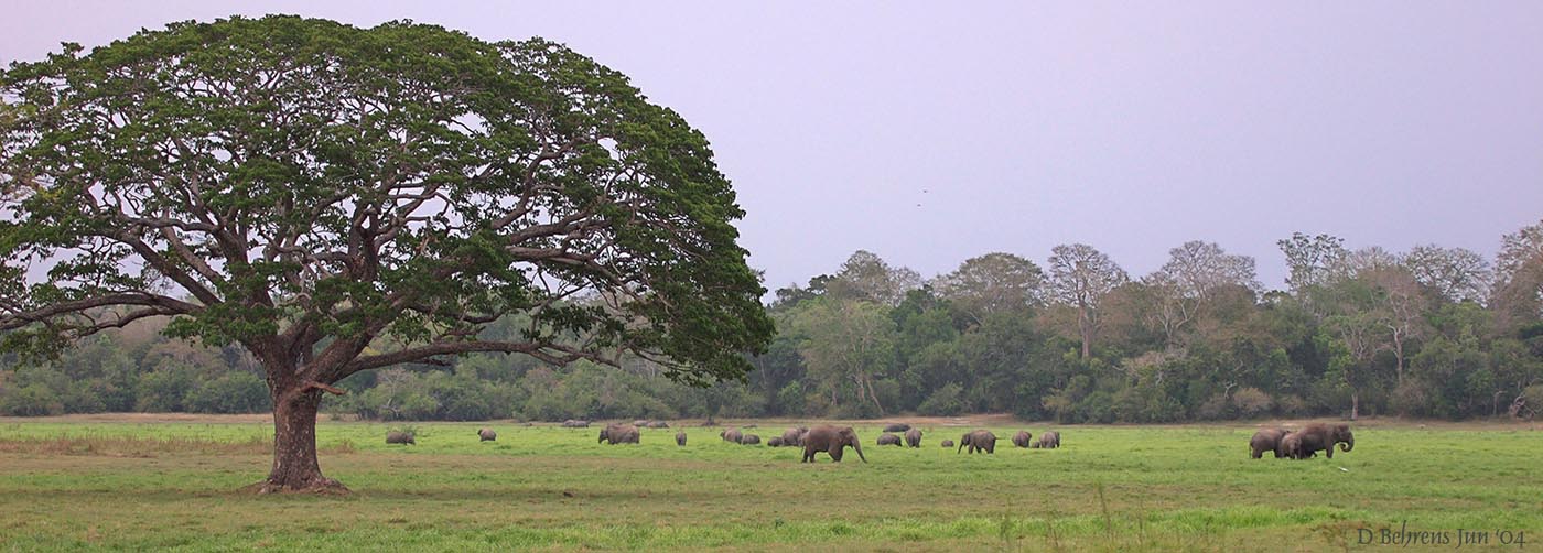 Lahugala Kitulana Elephants