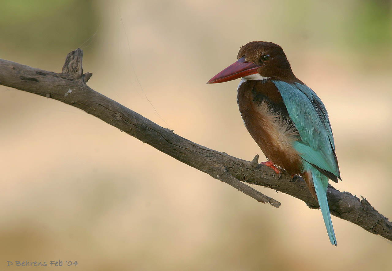 White Throated Kingfisher.jpg