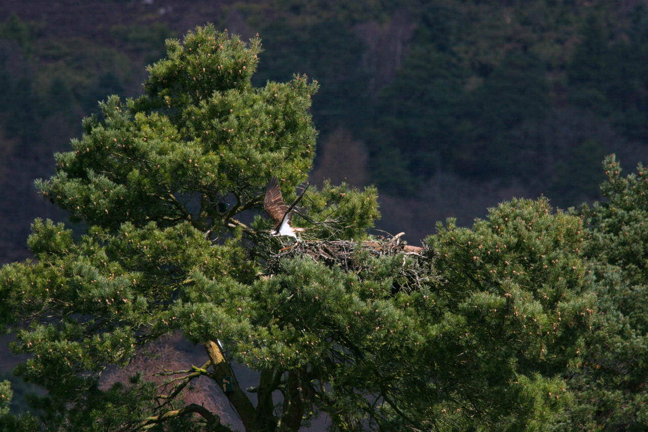 Osprey3.jpg