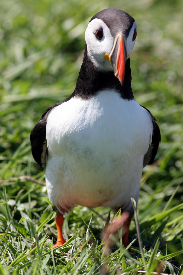 Puffin 1