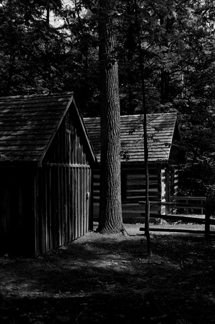 Wooland scene