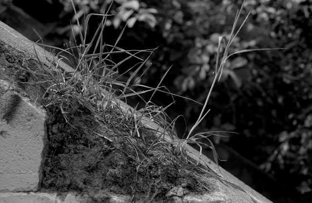 Grass