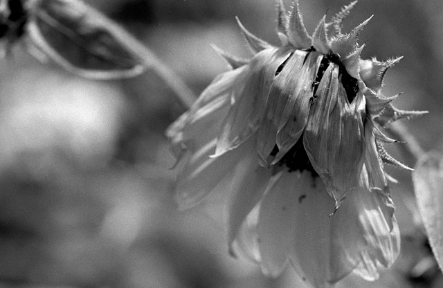 Wilting Sunflower