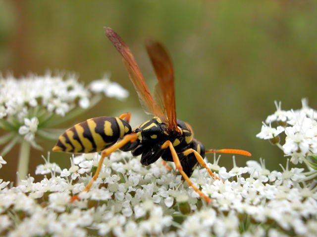 Wasp