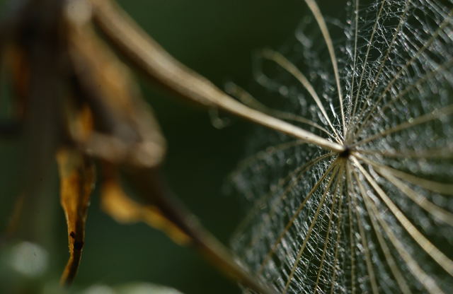 Seed sail