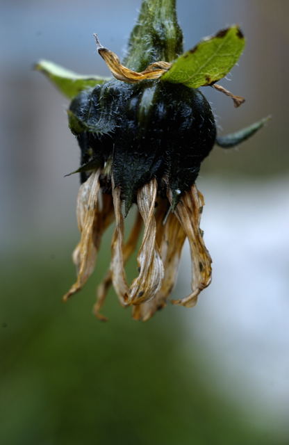 Withered sunflower