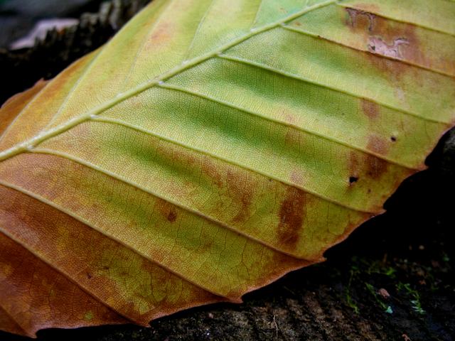 Leaf