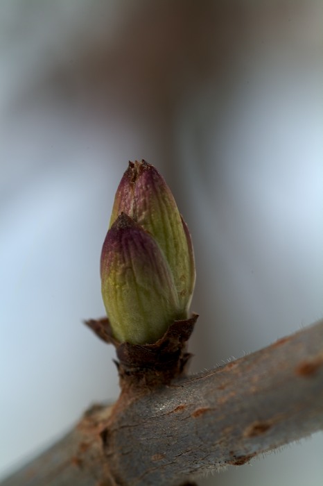 Waiting for spring