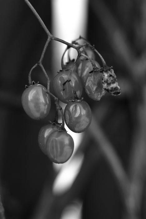 Berries