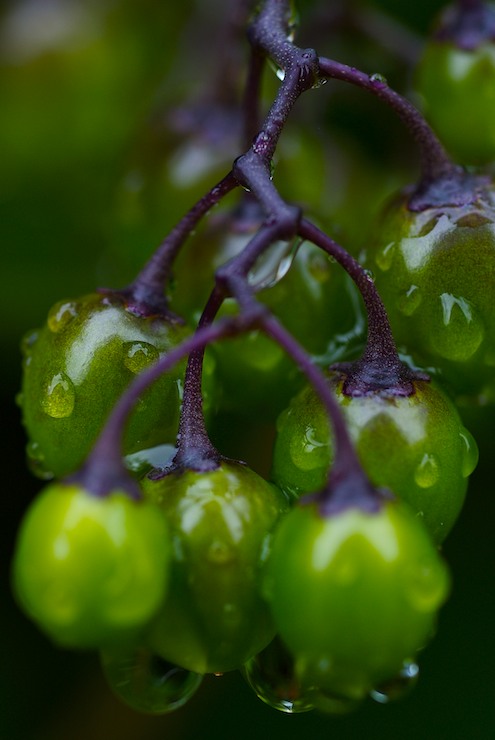 Berries in the rain