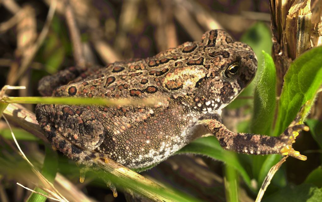 Young toad